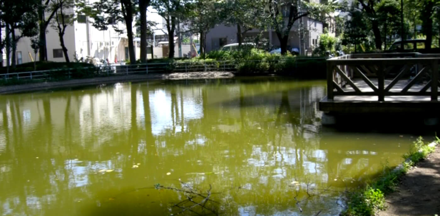 東京都葛飾区金町公園の自然池