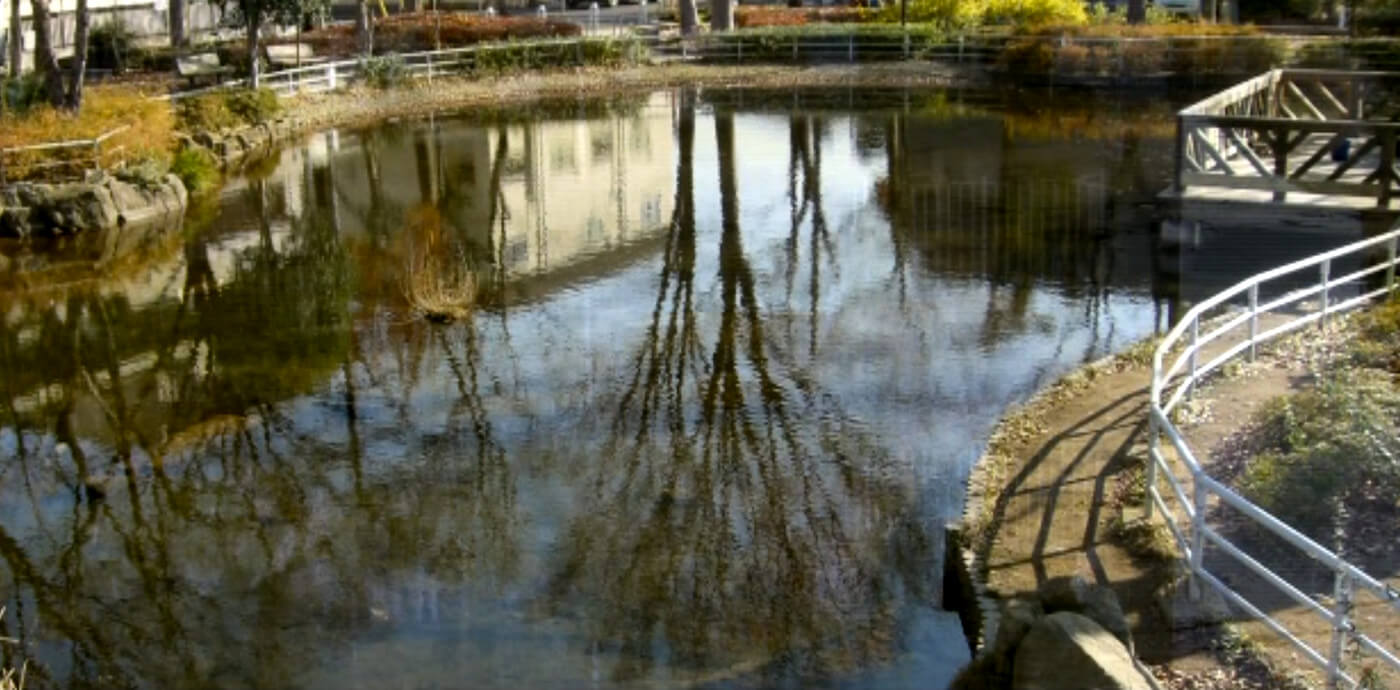 十和田石の粉を散布後、水質が浄化された自然池